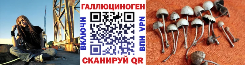 Галлюциногенные грибы Psilocybe Реутов